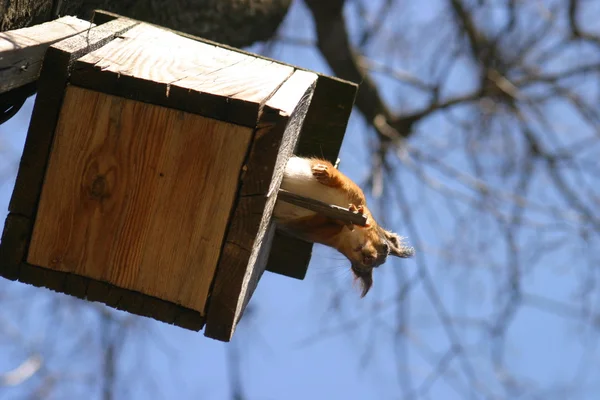 Eichhörnchen und Vogelhäuschen auf dem Baum im Frühling — Stockfoto