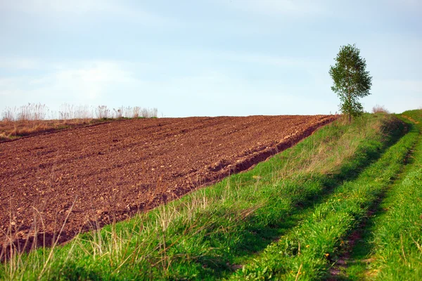 Campo fluido y abedul — Foto de Stock