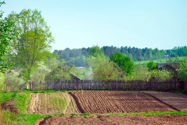 Campo arato e betulla — Foto Stock