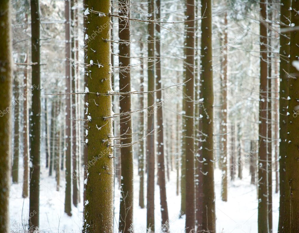 Pine trunks in winter forest as texture