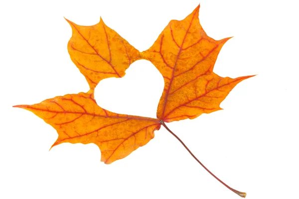 Yellow maple leaf with heart shape — Stock Photo, Image