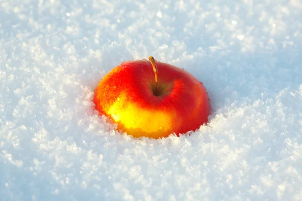 雪の中で 1 つのリンゴ — ストック写真
