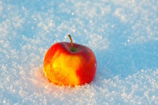 雪の中で 1 つのリンゴ — ストック写真