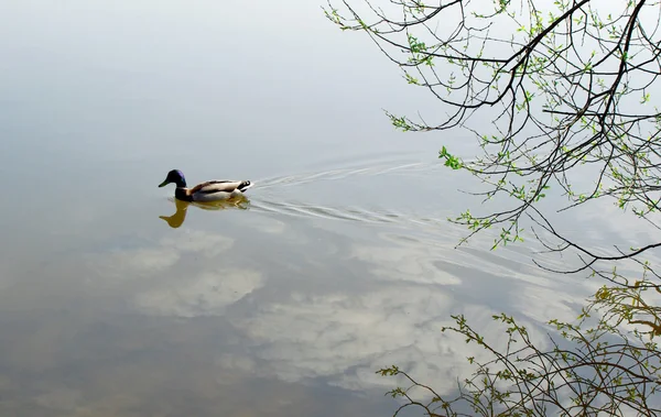 Die Ente schwimmt im Frühling auf dem See — Stockfoto