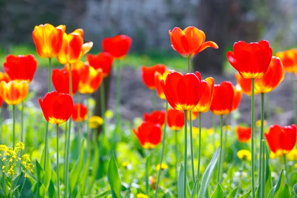 Colored tulips on a flowerbed — Stock Photo, Image