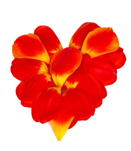 Coeur des pétales de tulipes rouges — Photo