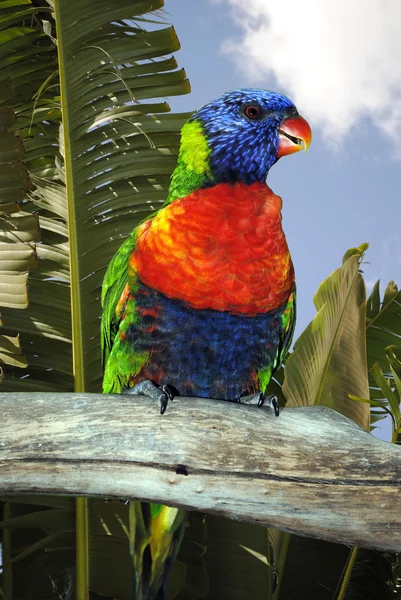 Rainbow lorikeet — Stock Photo, Image