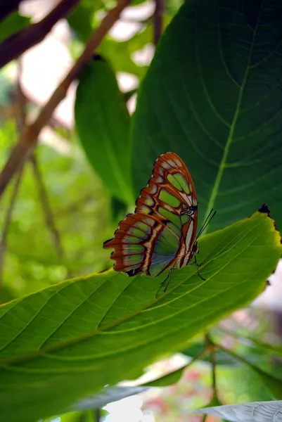 Papillon malachite perlée — Photo