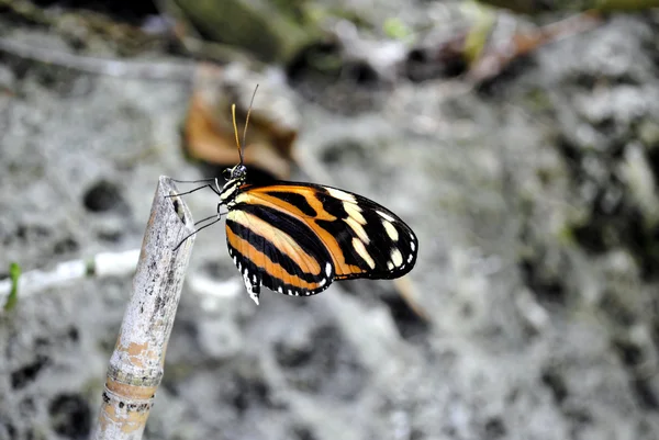 Painted lady butterfly — Stock Photo, Image