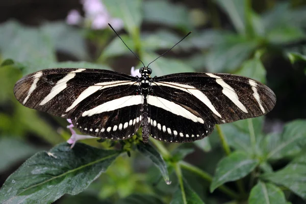 얼룩말 longwing 나비 — 스톡 사진