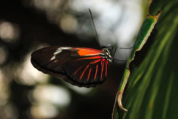 Farfalla Morpho blu — Foto Stock