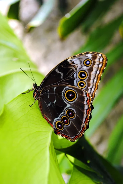 Farfalla Morpho blu — Foto Stock