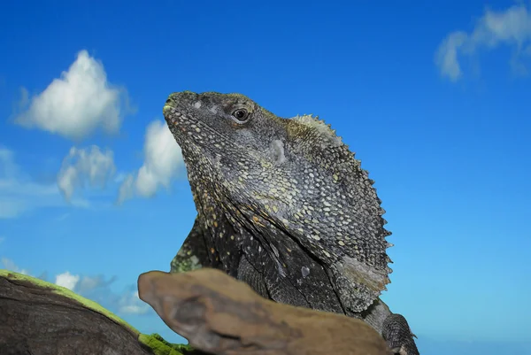 Lagarto Dragón Frillón —  Fotos de Stock