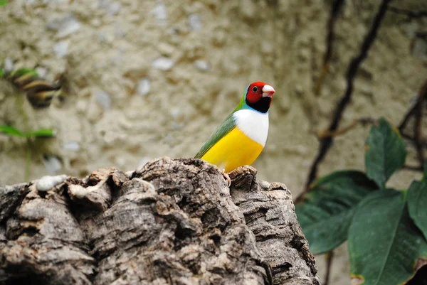 Gouldian Finch — Stock Photo, Image