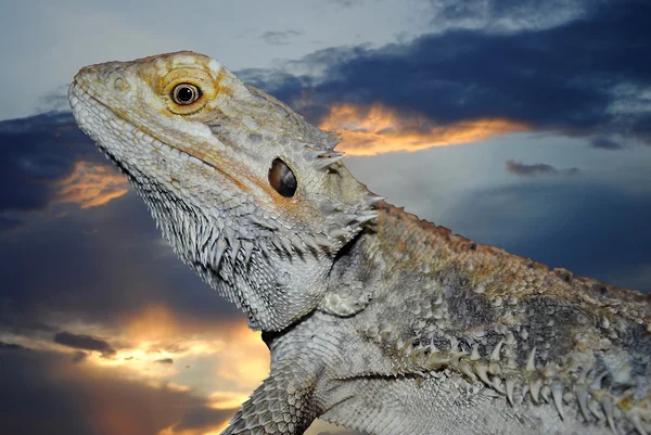 Gray lizard at sunset — Stock Photo, Image