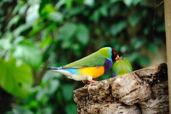 Gouldiaanse vink — Stockfoto