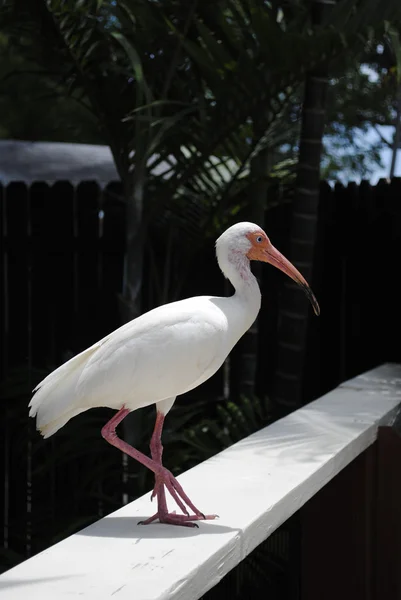 Witte ibis — Stockfoto