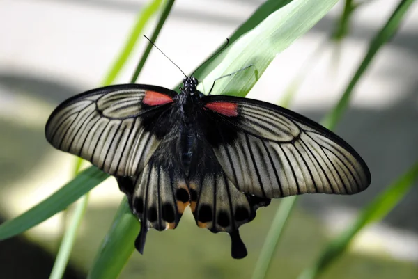 Scarlet Mormon butterfly — Stock Photo, Image
