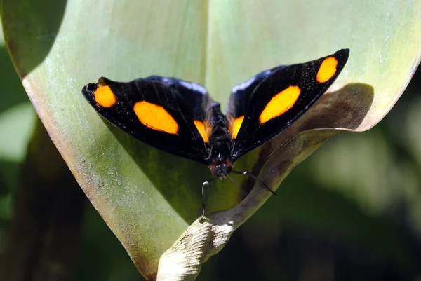 Grecian shoemaker butterfly — Stock Photo, Image