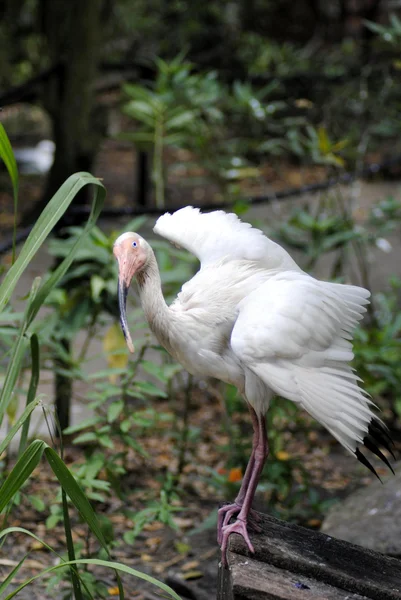 Witte ibis — Stockfoto