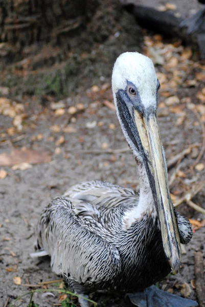 Pelicano castanho — Fotografia de Stock