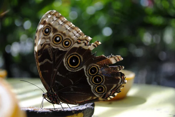 Blue morpho butterfly — Stock Photo, Image