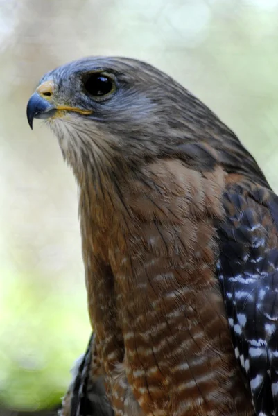 Bird of prey — Stock Photo, Image