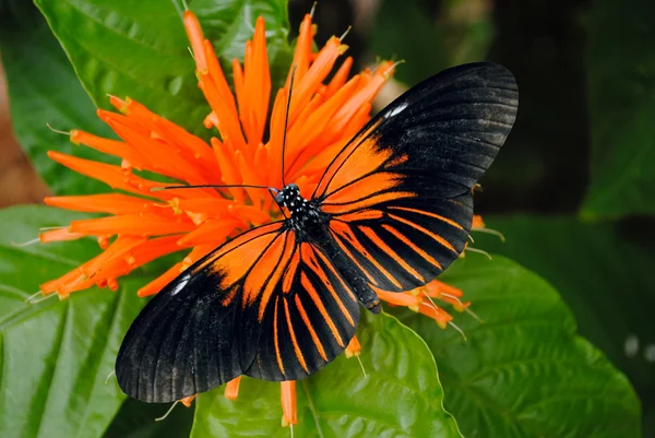 Doris Longwing Butterfly — Stock Photo, Image