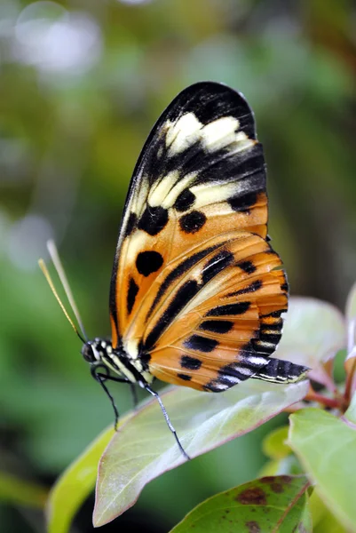 채색 된 나비 — 스톡 사진