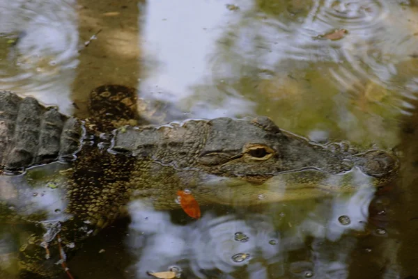 American alligator — Stock Photo, Image