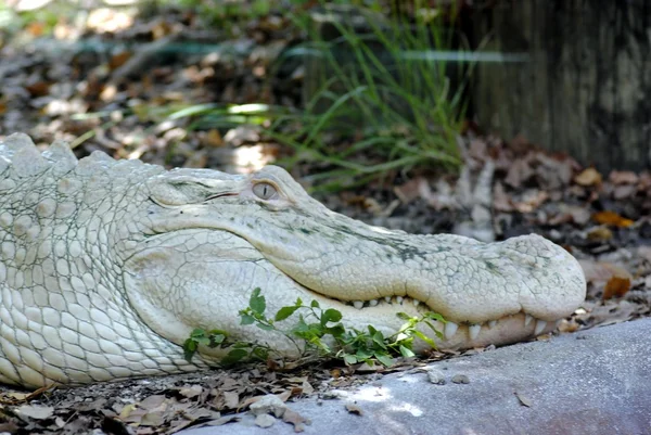 American alligator — Stock Photo, Image
