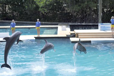 şişe burunlu yunuslar Latince Adı tursiops truncatus, Zıplama