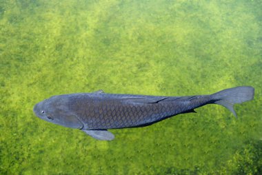 Genel sazan balığı