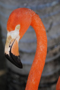 Karayip flamingo
