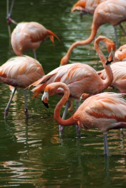 Karayip flamingo
