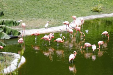 Karayip flamingolar