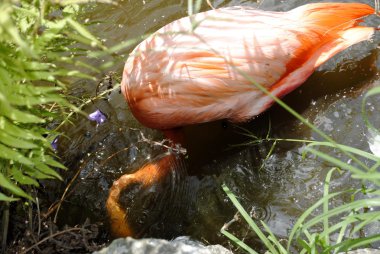 Karayip flamingo