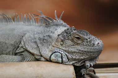 Mavi iguana