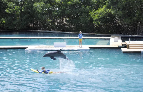 Delfines nariz de botella, saltando — Foto de Stock