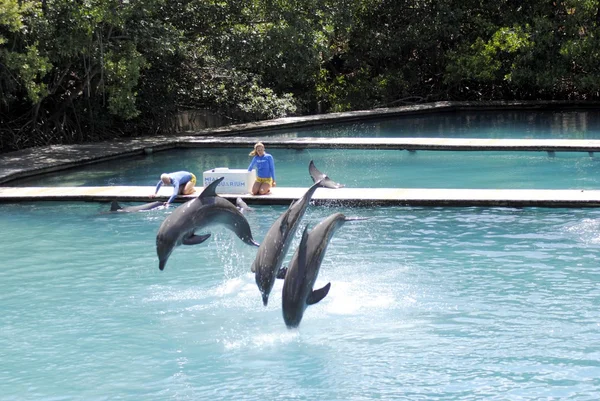 Delfini tursiopi, salti — Foto Stock
