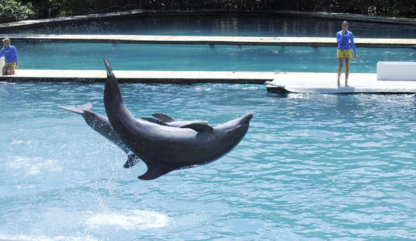 Bottlenose delfino, saltando — Foto Stock