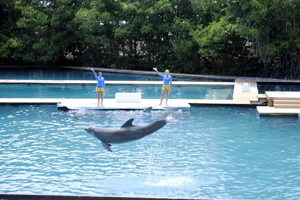 Delfín mular, saltando — Foto de Stock