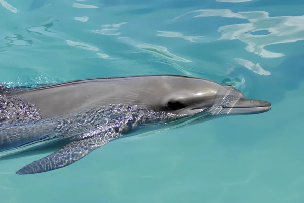 Dauphin à gros nez — Photo