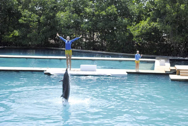 Bottlenose dolphin — Stock Photo, Image