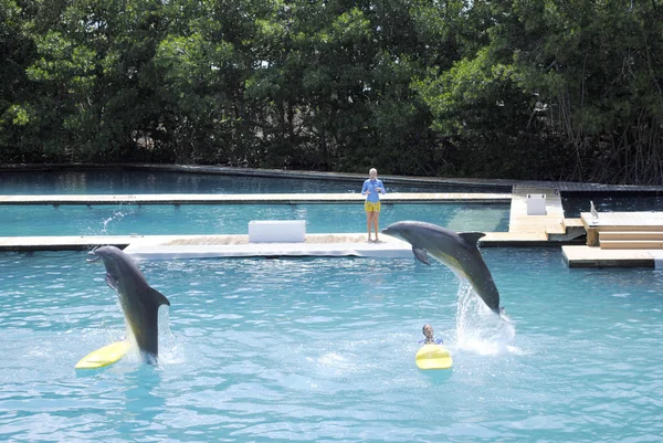 Delfines nariz de botella, saltando — Foto de Stock