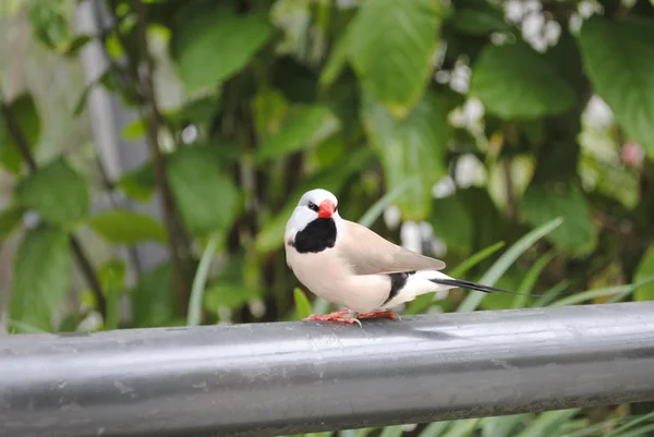 Fawn shaft tail finch — Stock Photo, Image