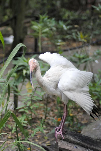 Ibis bianco — Foto Stock