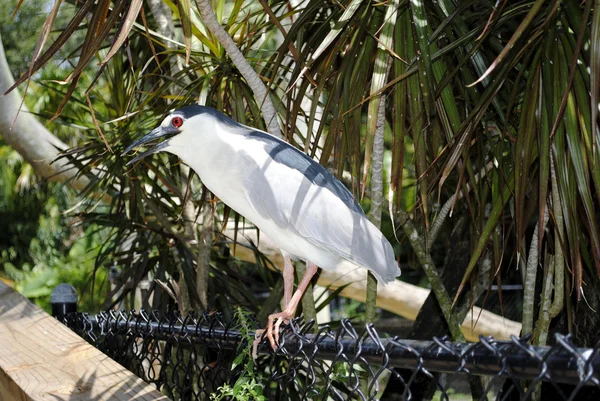 Black-crowned night heron — Stock Photo, Image