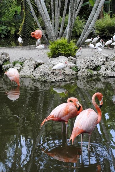 Карибские фламинго и белые ибисы — стоковое фото