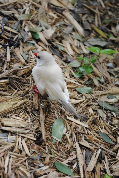 Fawn eixo-cauda finch — Fotografia de Stock